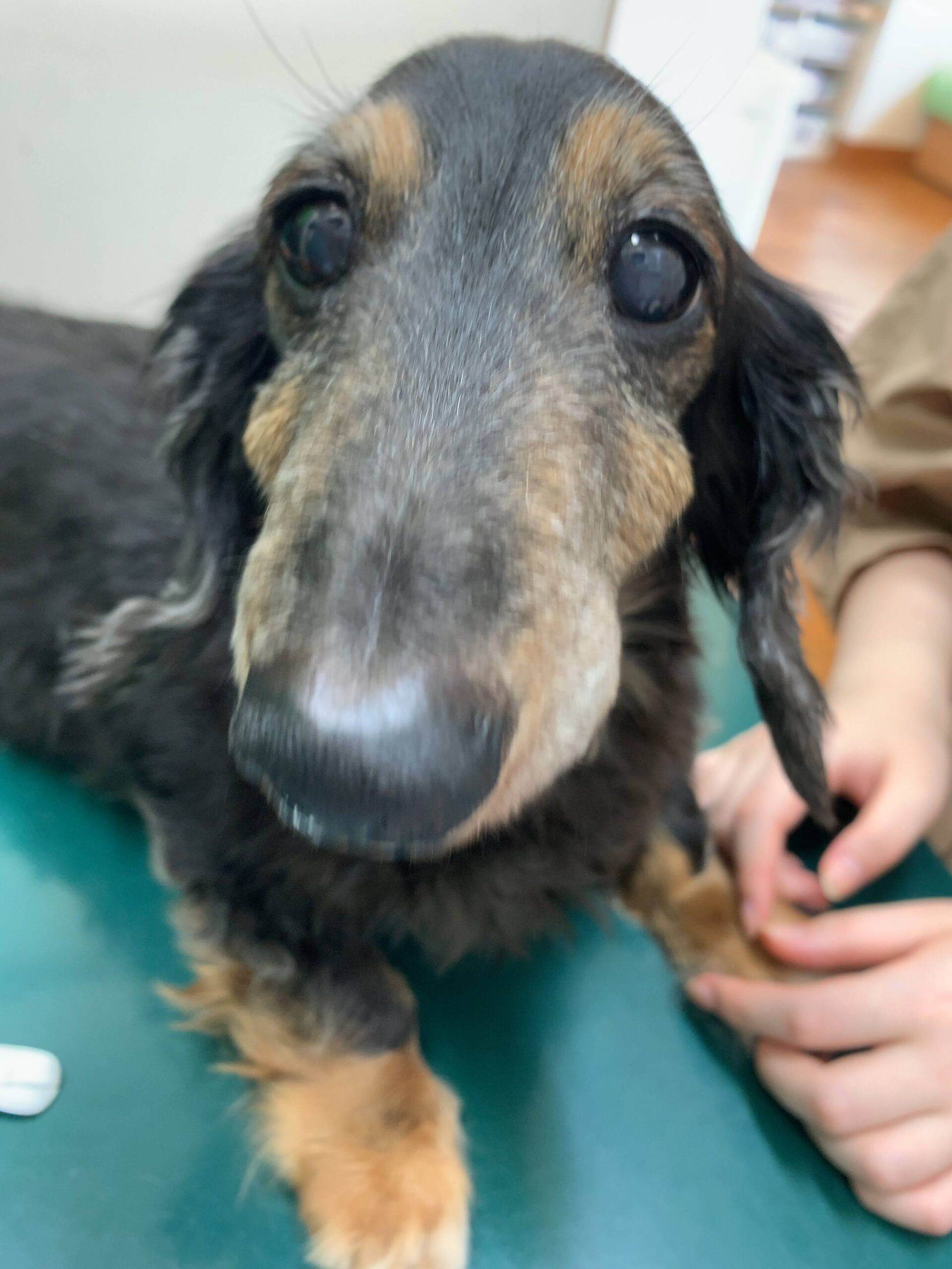 ヘルニア 鍼治療 Mダックス（KKくん 15歳） – 千葉県船橋市の坪井